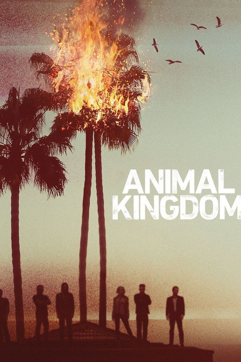 animal kingdom tv show episode guide
