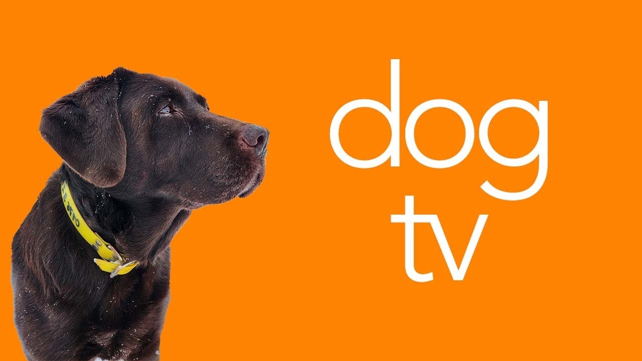 Dog Tv Logo Dogtv Subscription Dogtv Cost Dog Tv On Directv Channel Directv