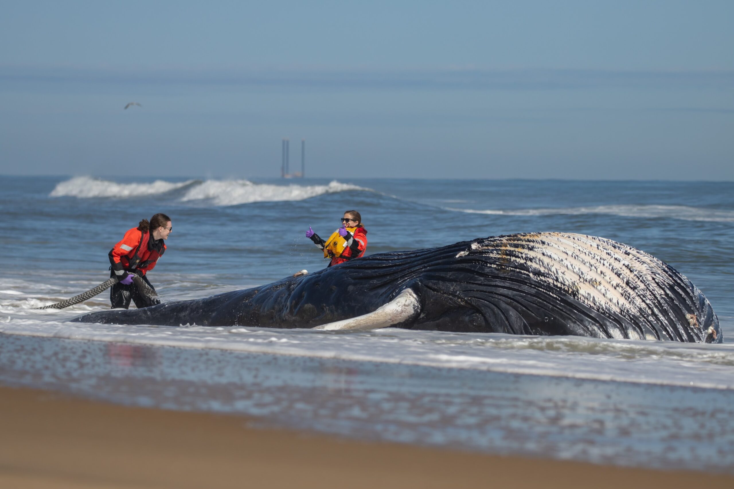 Humpback Whale Washes Ashore At Oceanfront Humpback Whale Washes Ashore At Oceanfront